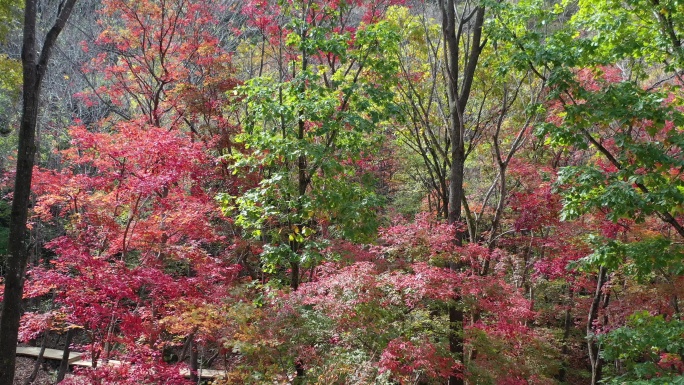 原创 东北小黄山：辽宁本溪关门山秋色浓