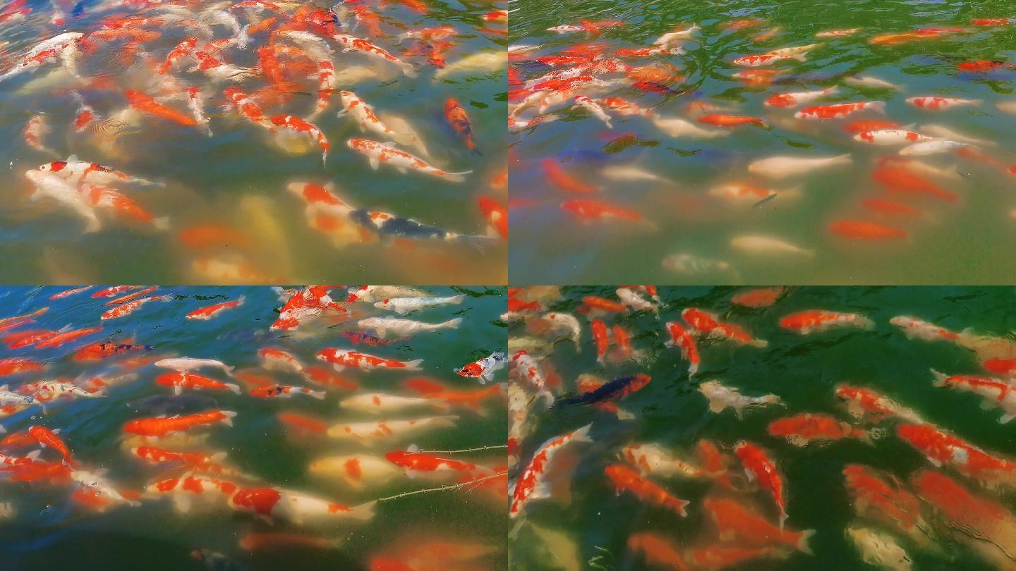 4K高清视频素材：一池活泼的锦鲤