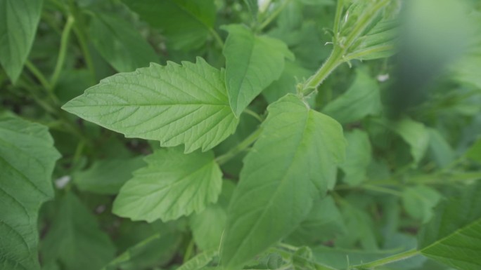 升格 芝麻开花