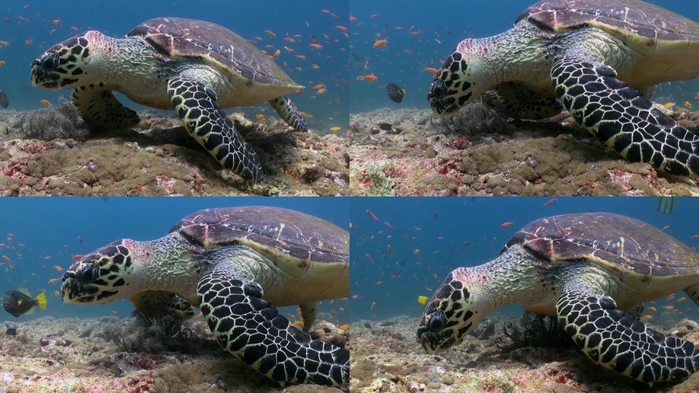 在珊瑚礁上游泳吃东西的玳瑁海龟