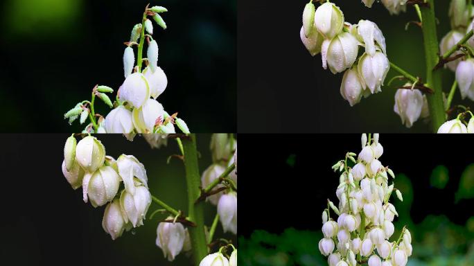 秋季雨后的丝兰素材