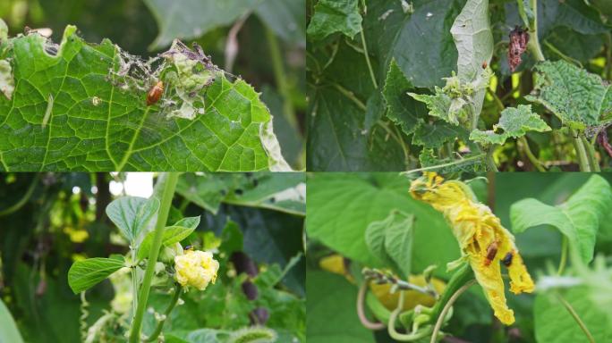 农作物病虫害、 害虫啃食叶子