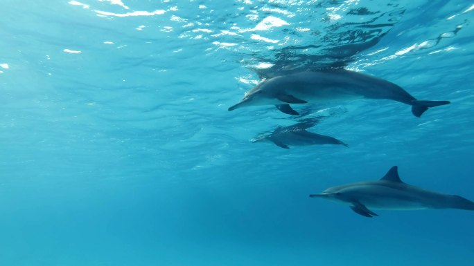 一群海豚在水中游泳