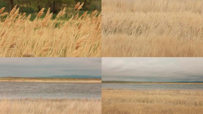 呼伦湖湿地芦苇（1080P）