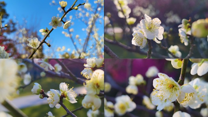 4K实拍素材白色梅花