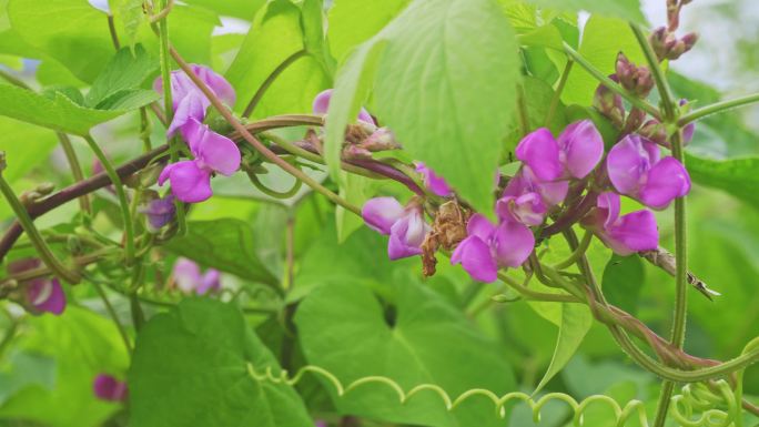 扁豆花藤本植物