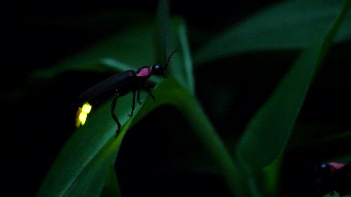 萤火虫的微光夏季夏夜野外摄影特写植物