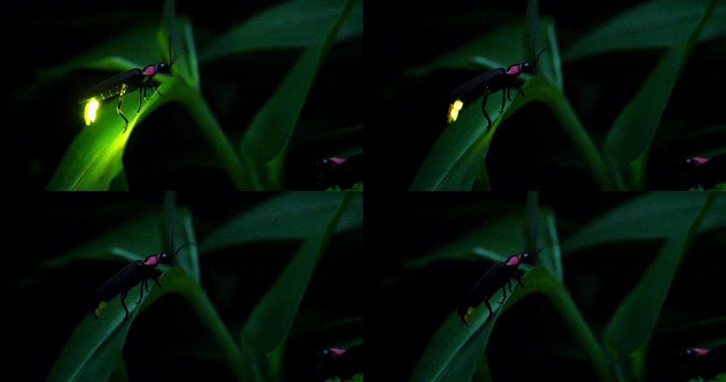 萤火虫的微光夏季夏夜野外摄影特写植物
