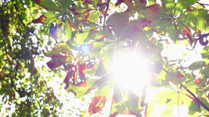 太阳透过树叶窥视的镜头