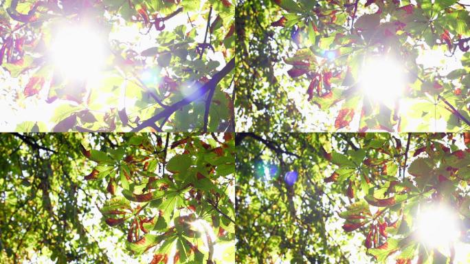 太阳透过树叶窥视的镜头