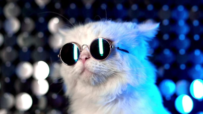 迪斯科舞厅霓虹灯上戴着眼镜的猫的肖像。