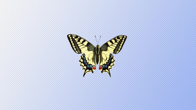 飞舞的蝴蝶-alpha