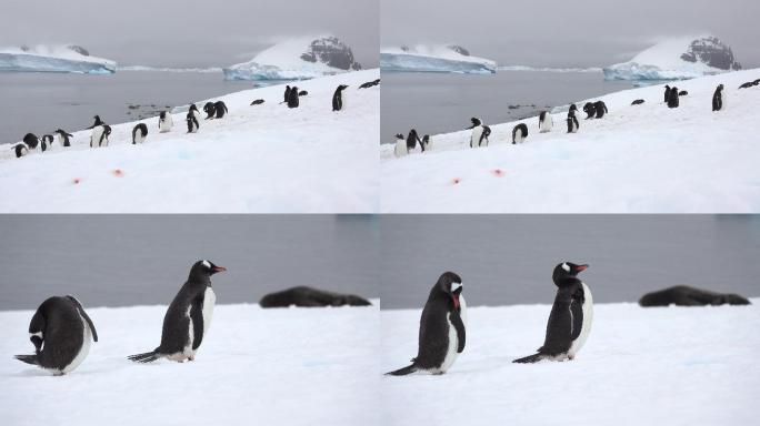 成群的企鹅在玩耍自然野生动物冬季冰块