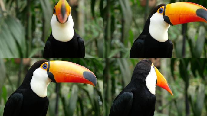巴西的巨嘴鸟环境自然之美喙