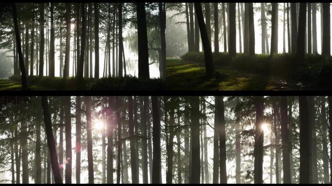 实拍清晨树林阳光4K