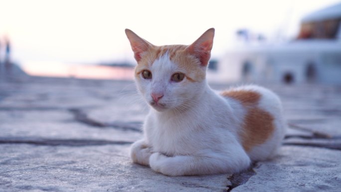 混养猫躺在混凝土地板上