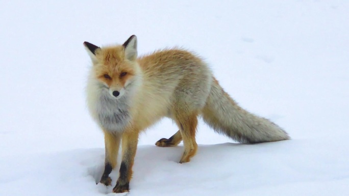 长白山野生狐狸在冬天的雪地中