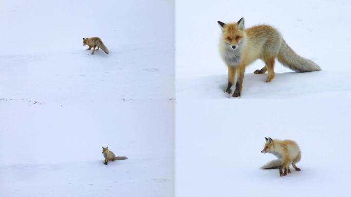 长白山野生狐狸在冬天的雪地中