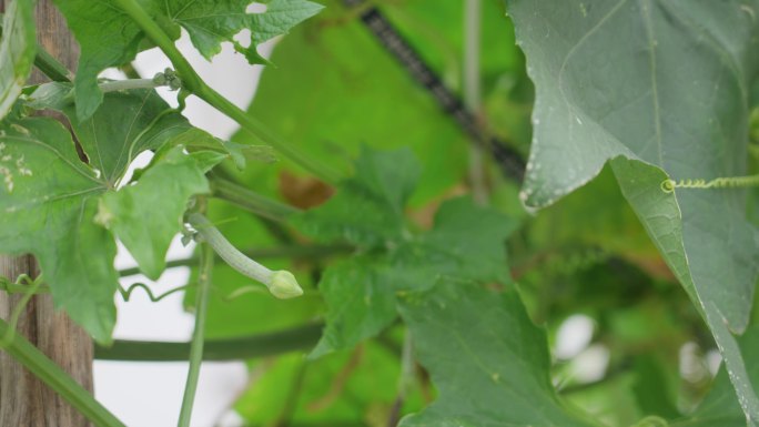 丝瓜花蕊及丝瓜视频素材