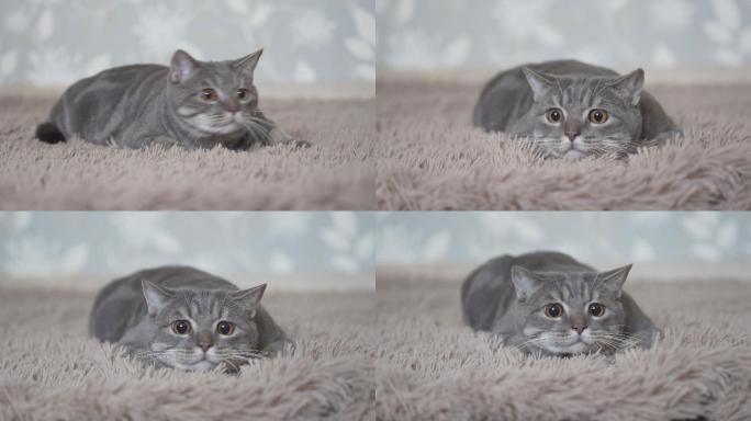 猫躺在地毯上，看着玩具动作摄像机