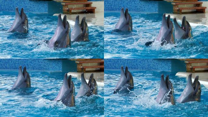 高清海豚表演