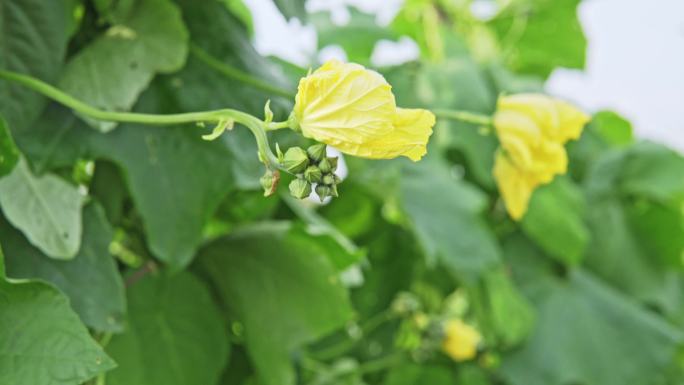 丝瓜花、昆虫传播花粉