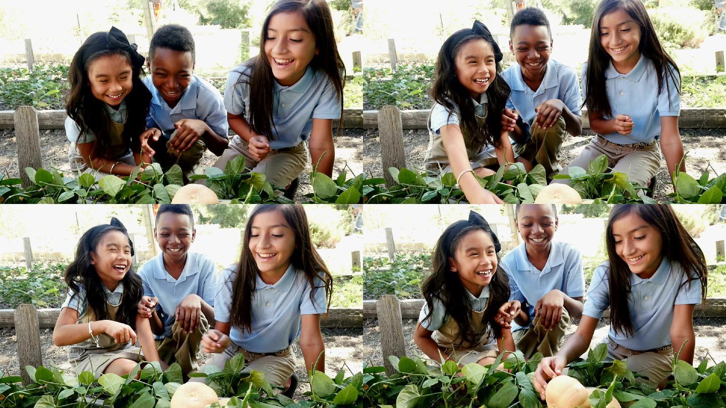 孩子们在一个农场的课堂实地考察中检查蔬菜