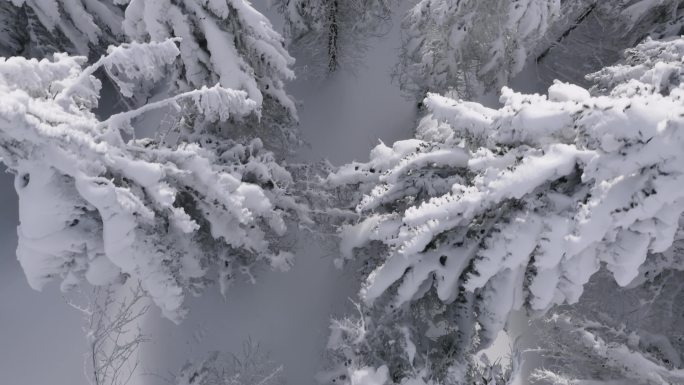 冬季积雪森林白天