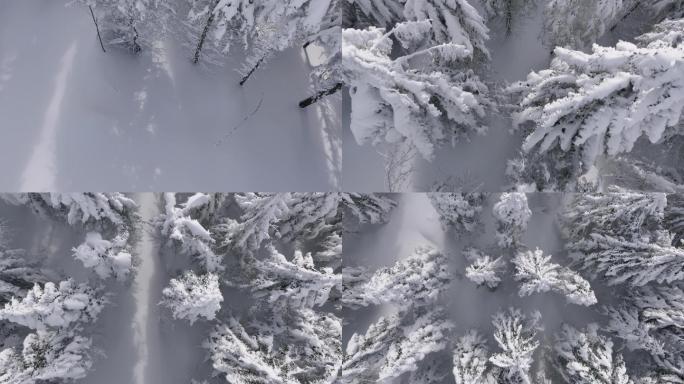 冬季积雪森林白天