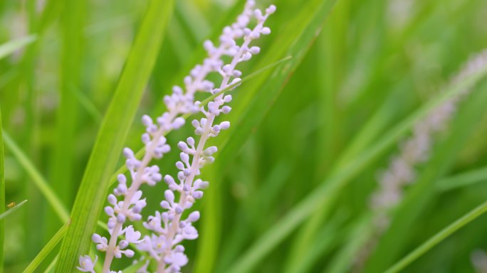 【正版素材】自然花草阳光微风特写山麦冬