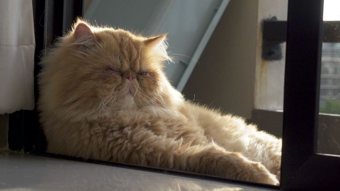 晒太阳的加菲猫宁静的场景躺着室内