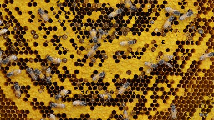 在蜂巢上工作的蜜蜂。