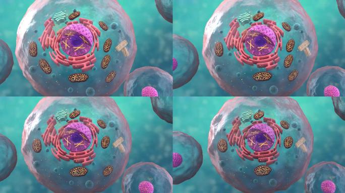 3D细胞衰老动画