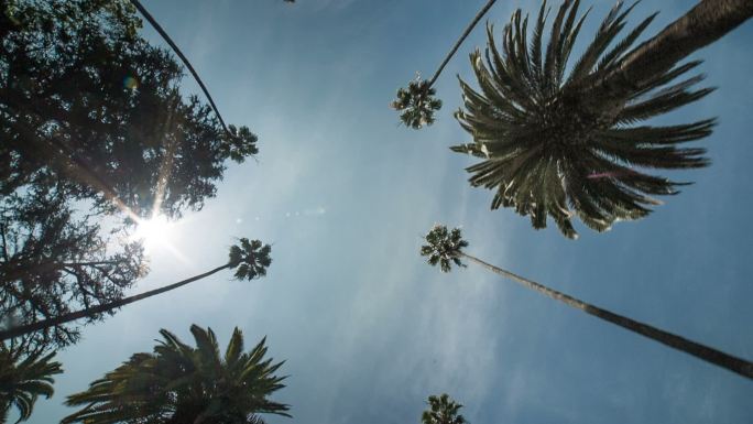 棕榈树热带棕榈树