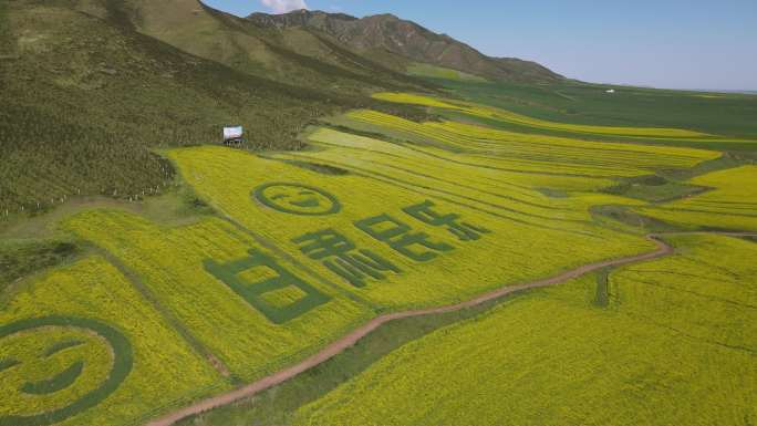 4k无人机航拍甘肃祁连山油菜花