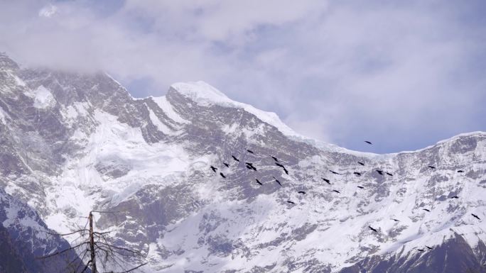 鸟 翱翔 雪山