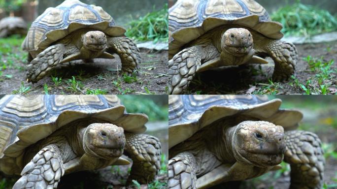 两只在自然界行走的苏尔卡塔乌龟