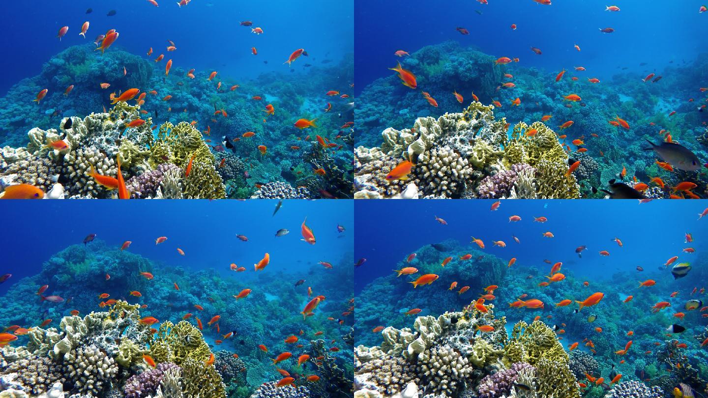 海洋中的生命。热带鱼和珊瑚礁。