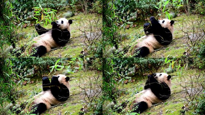 中国的大熊猫