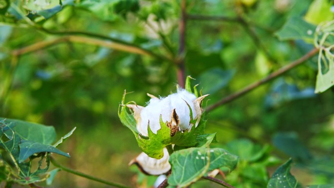 棉花种植、棉花地