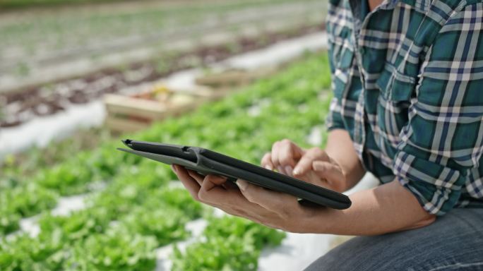 女农场主在莴苣地里使用数字平板电脑