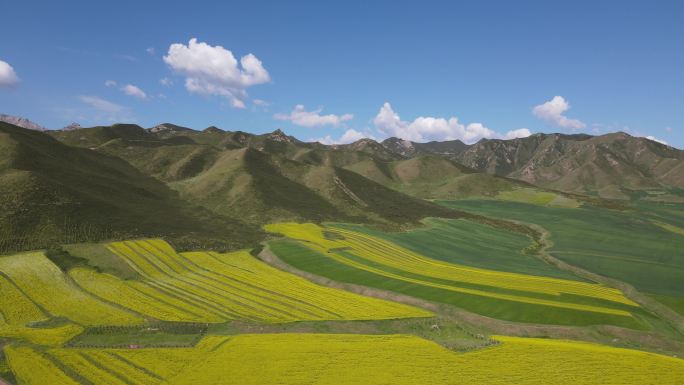 4k无人机航拍甘肃祁连山扁都口油菜花