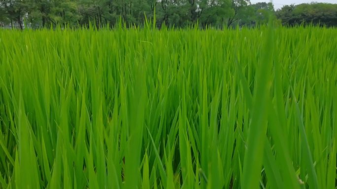 夏天稻田绿油油的稻田