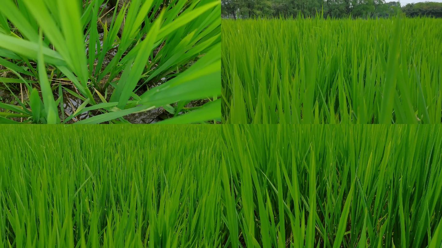 夏天稻田绿油油的稻田