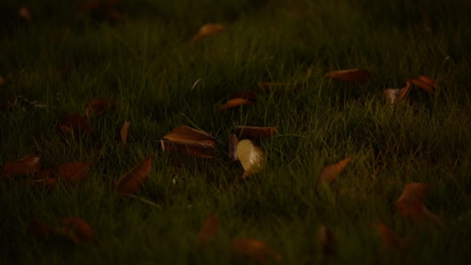 夜晚雨夜晚路灯树影交错虚实变焦