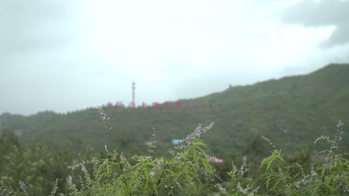 李保国太行山上的新愚公