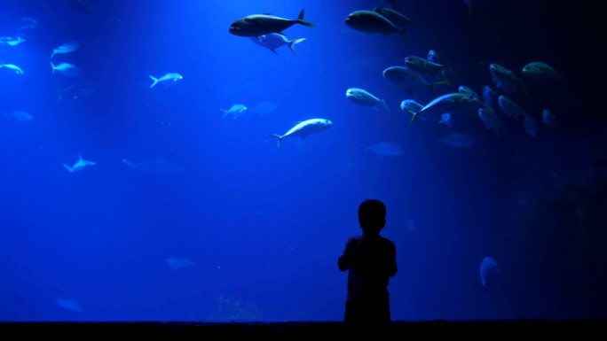 小男孩用手机上拍摄海洋馆里的大鱼