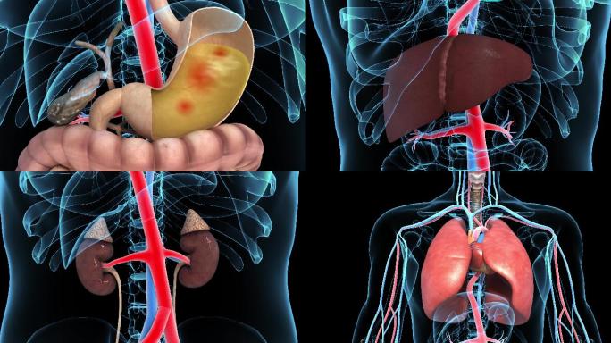 人体器官病变动画演示