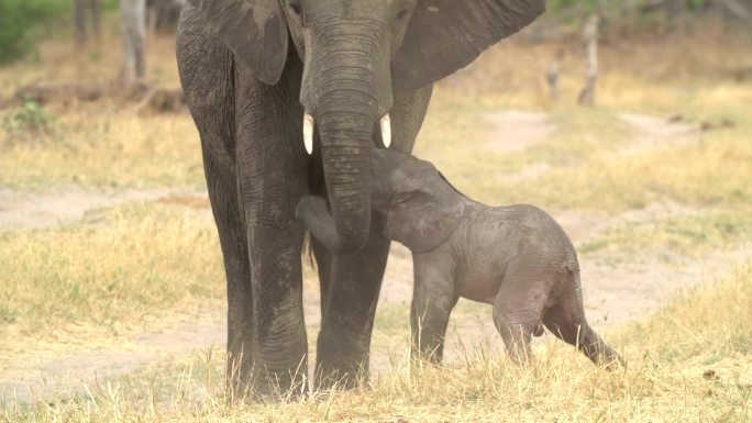 博茨瓦纳新生小象