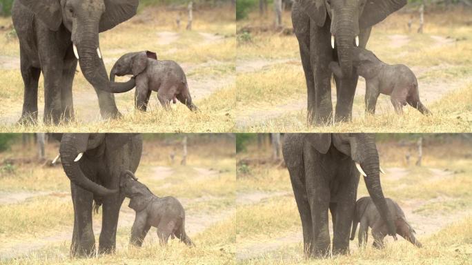 博茨瓦纳新生小象